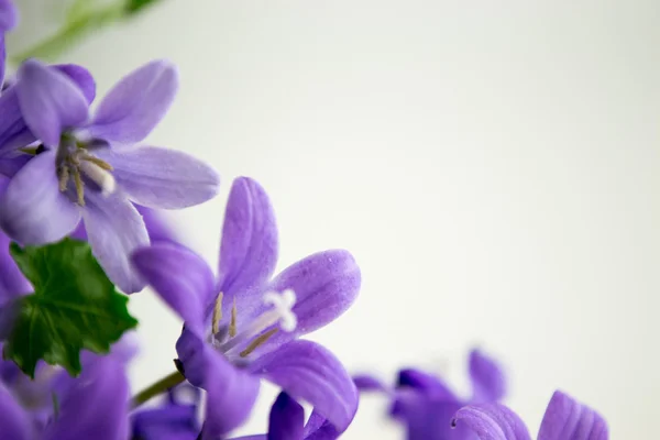 Campanula or bellflowers on white — Stock Photo, Image