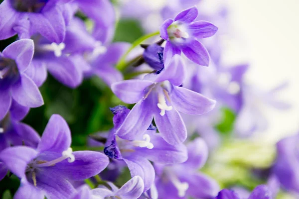 Campanula or bellflowers on white — Stock Photo, Image