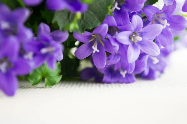 Campanula or bellflowers on white — Stock Photo, Image