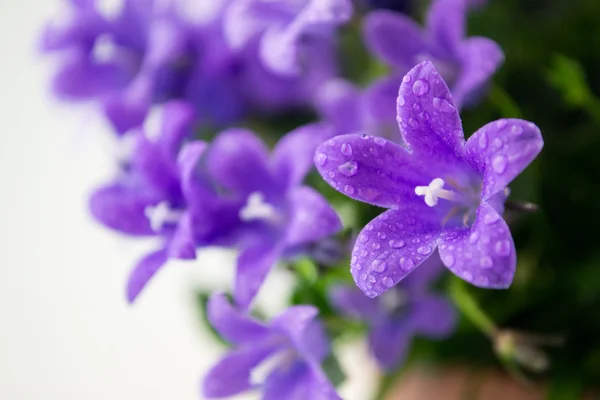 Campanula or bellflowers with water drops on white — Stock Photo, Image