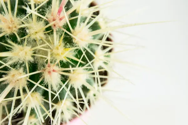 Close up of globe shaped cactus with thorns — Stock Photo, Image