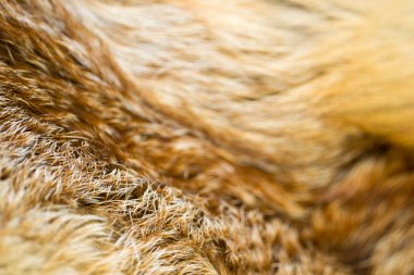 Detaylı vahşi kürk doku tilki