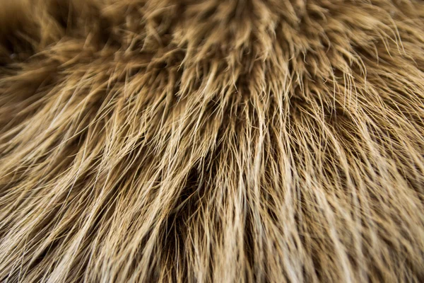 Detailní divoké kožešinové textury jako liška — Stock fotografie