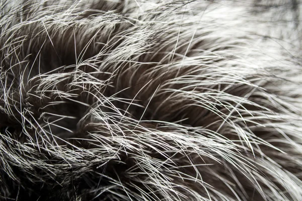 Luxury Fur Russian Silver Fox background — Stock Photo, Image