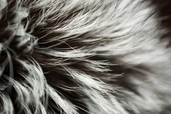 Luxury Fur Russian Silver Fox background — Stock Photo, Image