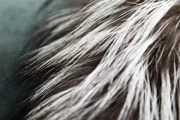 Luxury Fur Russian Silver Fox background — Stock Photo, Image