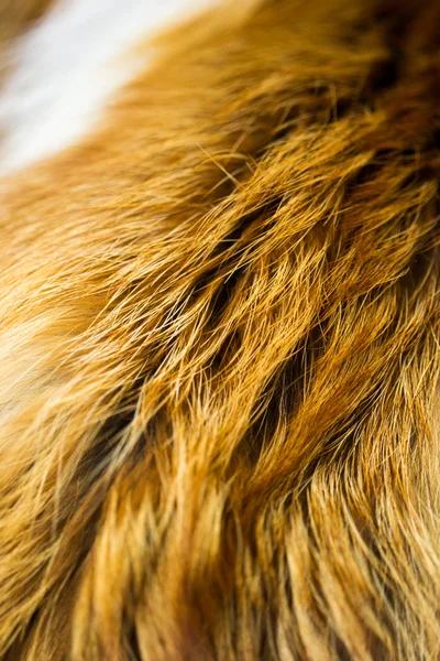 Tessitura di pelo selvatico dettagliata di una volpe — Foto Stock
