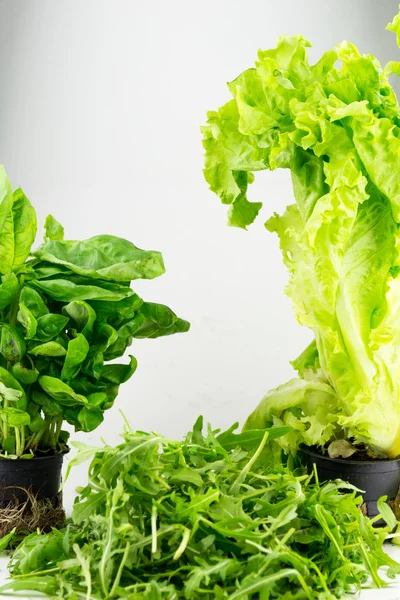 Аругула, салат и шпинат — стоковое фото
