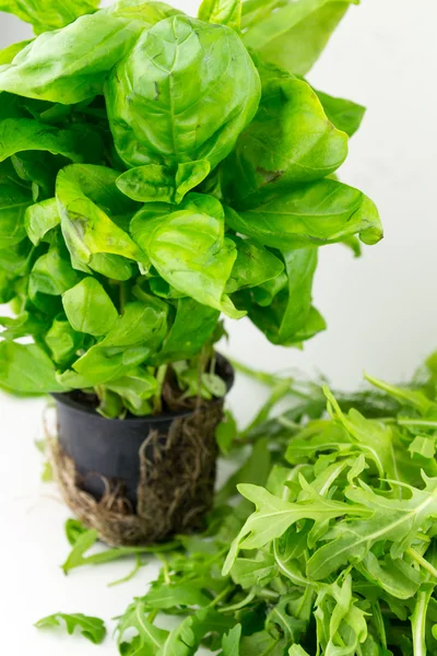 Spinach growing in a pot — Stock Photo, Image