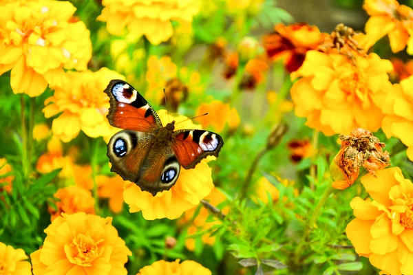 Borboleta de pavão em um calêndula — Fotografia de Stock