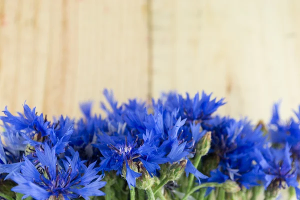 Cornflowers isolated — Stock Photo, Image