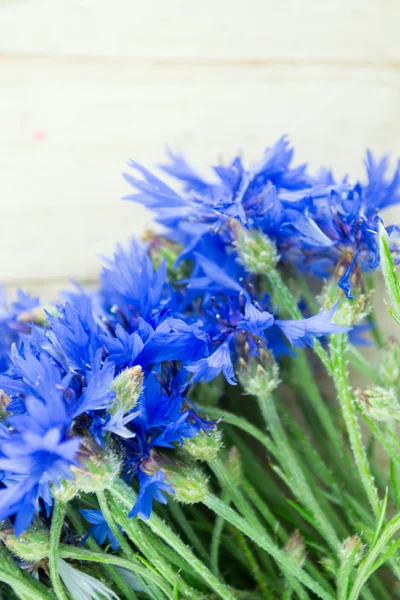 Cornflowers isolated — Stock Photo, Image