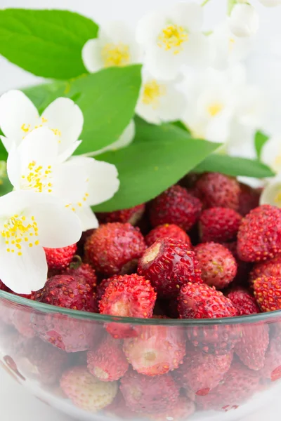 Wilde aardbeien in een plaat met jasmijn — Stockfoto