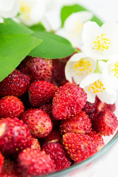 Fragola selvatica in un piatto con gelsomino — Foto Stock