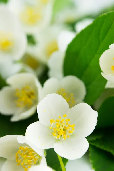 Fleurs blanches de jasmin sur le blanc — Photo