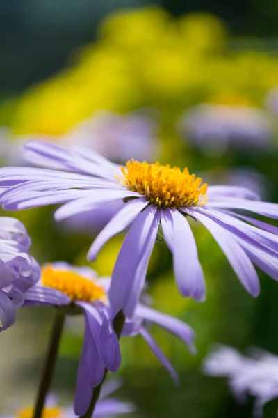 Aster alpejski - aster alpinus lub niebieski stokrotka — Zdjęcie stockowe