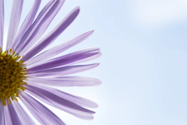 Aster Alpinus fleur ou marguerites bleues sous un ciel bleu vif — Photo