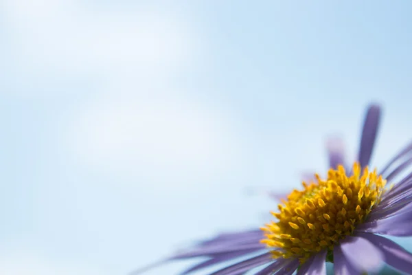 Aster Alpinus flowersor kék százszorszépek a ragyogó kék ég alatt — Stock Fotó