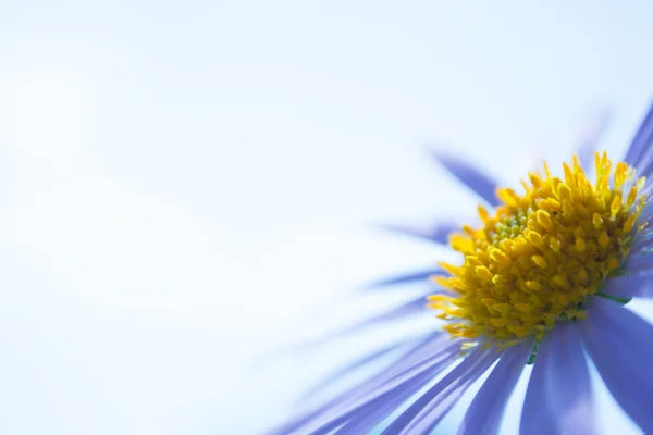 Aster alpinus flowersor blauwe madeliefjes onder een heldere blauwe hemel — Stockfoto