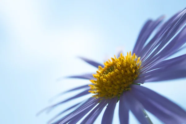 Aster alpinus flowersor blauwe madeliefjes onder een heldere blauwe hemel — Stockfoto