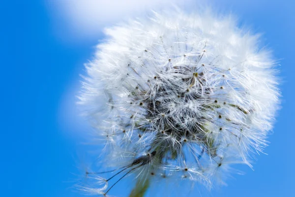 Overblown dandelion with seeds flying away with the wind — Stock Photo, Image