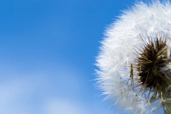 Overblown dandelion with seeds flying away with the wind — Stock Photo, Image