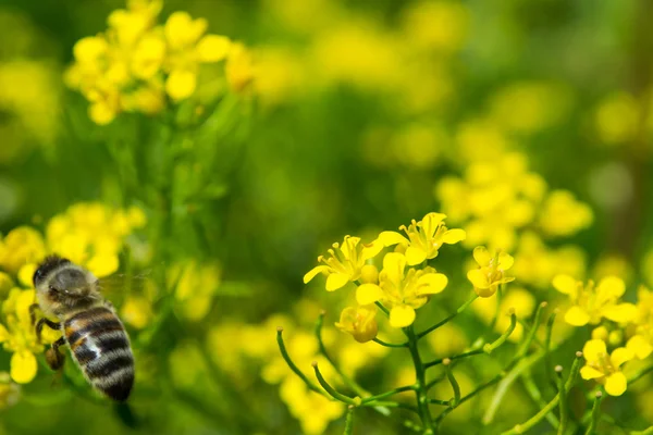 Abelha de mel em uma flor amarela, abstrato da natureza — Fotografia de Stock
