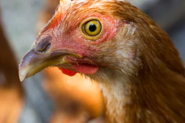 Young hen — Stock Photo, Image