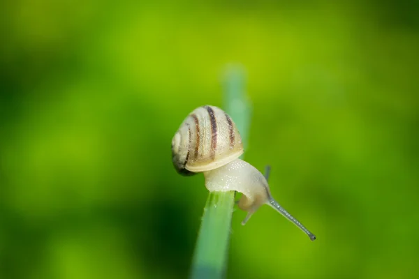 Common garden snail crawling on green stem of plant — Stock Photo, Image