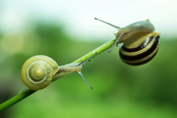 Common garden snail crawling on green stem of plant — Stock Photo, Image