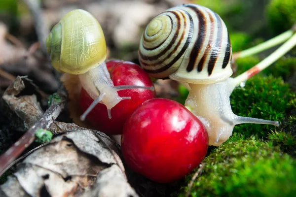 Helix Pomatia caracoles comestibles en el bosque —  Fotos de Stock