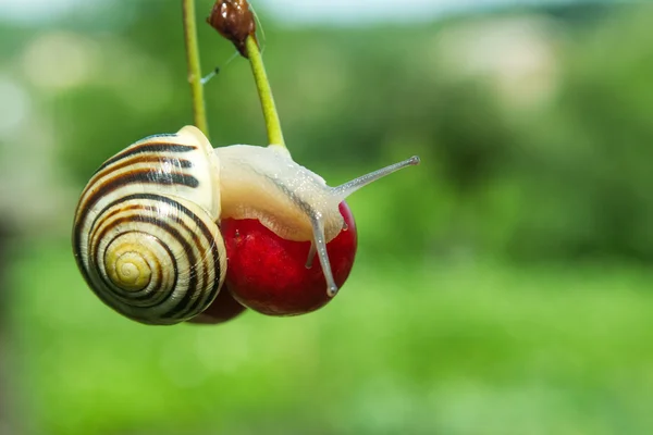 빨간 체리를 먹는 달팽이 — 스톡 사진
