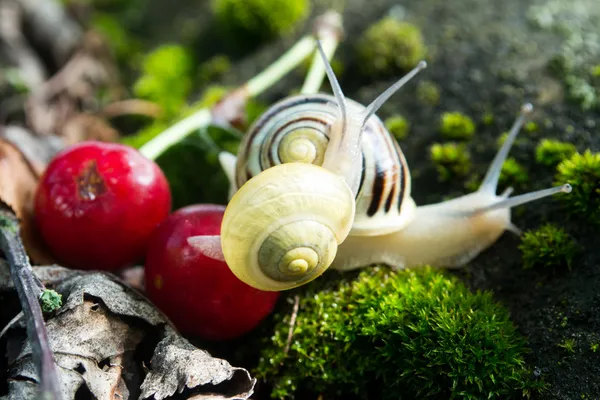숲에 나선 Pomatia 식용 달팽이 — 스톡 사진