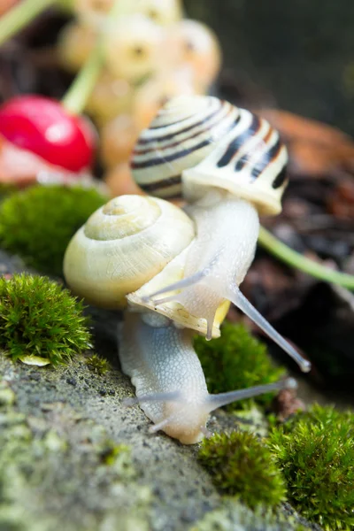 Jadalne ślimaki Helix pomatia w lesie — Zdjęcie stockowe