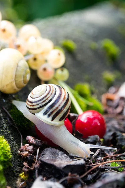 Jadalne ślimaki Helix pomatia w lesie — Zdjęcie stockowe