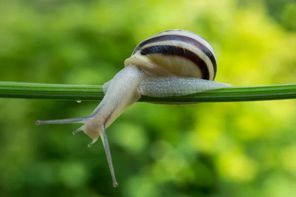 Caracol jardim comum rastejando no tronco verde da planta — Fotografia de Stock