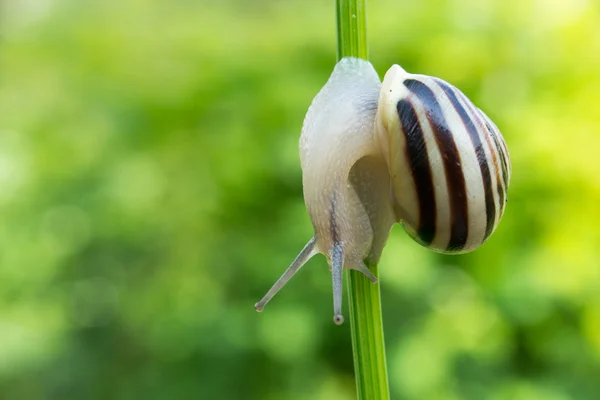 Common garden snail crawling on green stem of plant — Stock Photo, Image