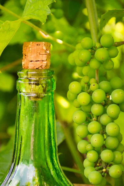 Garrafa de vinho e uvas jovens no fundo da natureza — Fotografia de Stock