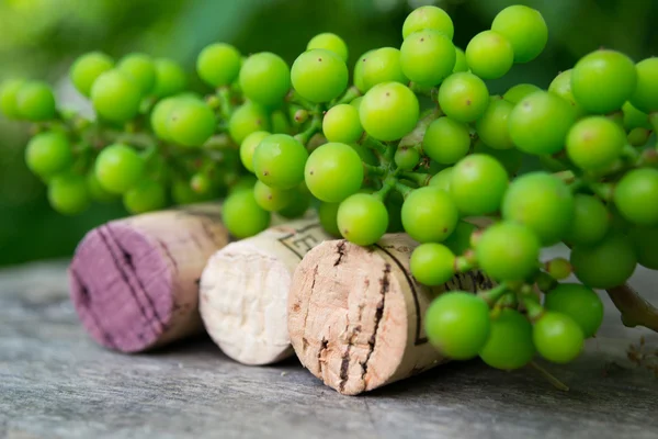 Rolhas de vinho e uvas jovens no fundo da natureza — Fotografia de Stock