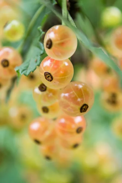 Red currants in the garden — Stock Photo, Image