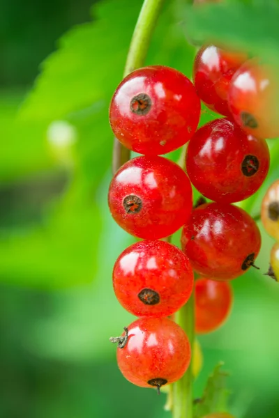 Groseilles rouges dans le jardin — Photo