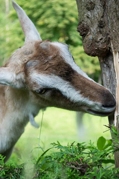 Goat eats bark from tree — Stock Photo, Image