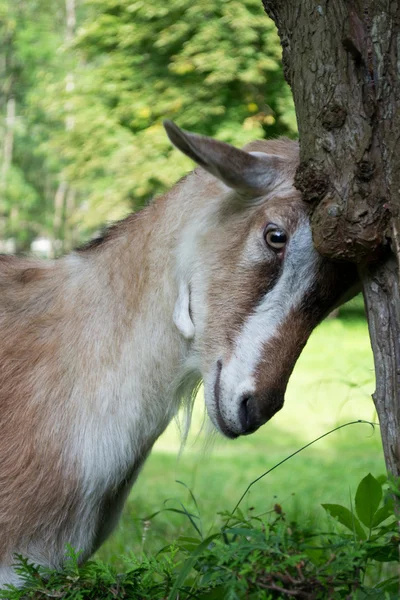 Goat eats bark from tree — Stock Photo, Image