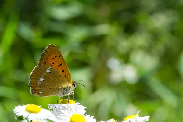 Barevný motýl sedící na heřmánkových květinách — Stock fotografie
