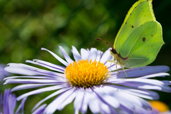 Malý motýl, Severní crescent, na horských aster květina, phyciodes cocyta — Stock fotografie