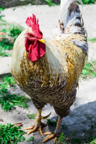 Beautiful cock crows rooster — Stock Photo, Image