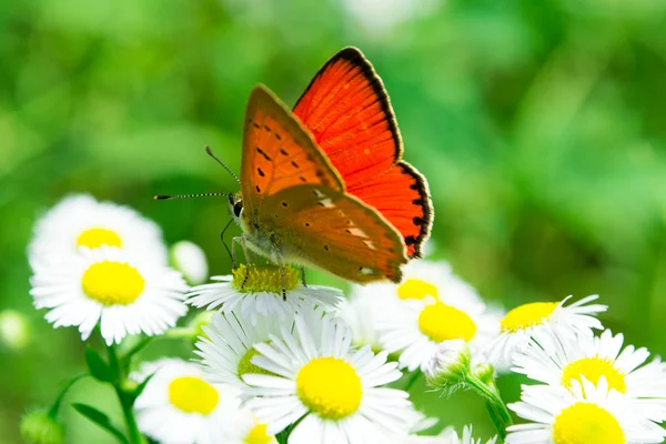 Borboleta monarca colorido sentado em flores de camomila — Fotografia de Stock