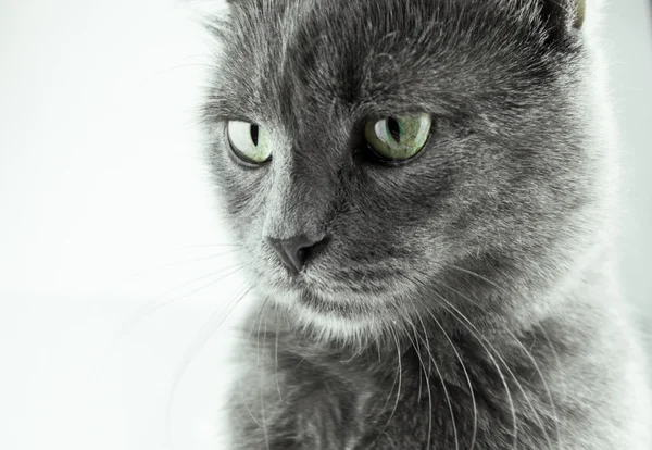 Britanya ile ilgili stenografi kedi portre beyaz zemin üzerine — Stok fotoğraf