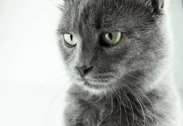 Portrait Britannique De Chat A Poil Court Sur Fond Blanc Image Libre De Droit Par Umochka111 C Portrait Britannique De Chat A Poil Court Sur Fond Blanc Image Libre De Droit Par Umochka111 C