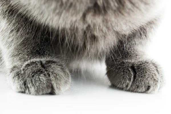 Katzenpfote im Detail — Stockfoto